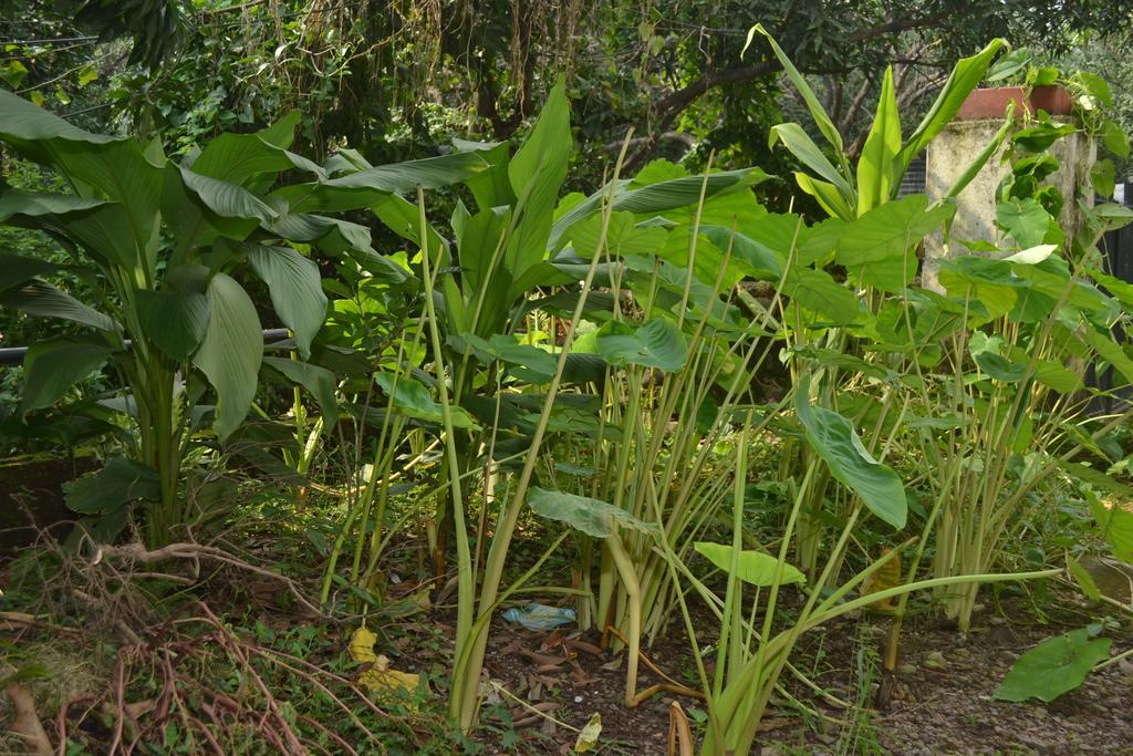 Mount Valley Mama Cottage Rishīkesh Rom bilde